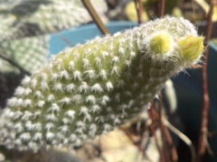 Opuntia microdasys