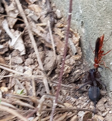 Tachypompilus ferrugineus