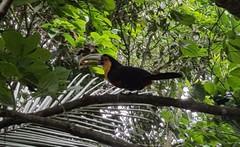 Ramphastos dicolorus