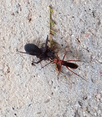 Tachypompilus ferrugineus
