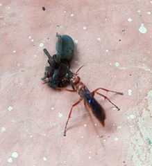 Tachypompilus ferrugineus