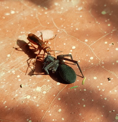 Tachypompilus ferrugineus
