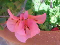 Bougainvillea