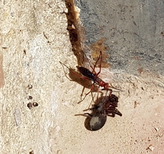 Tachypompilus ferrugineus