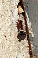 Tachypompilus ferrugineus