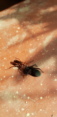 Tachypompilus ferrugineus