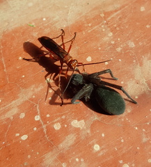 Tachypompilus ferrugineus