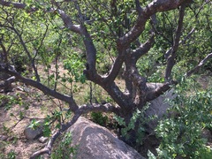 Bursera cerasiifolia
