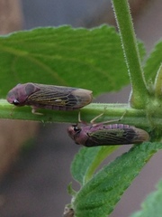 Oncometopia facialis