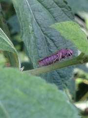 Oncometopia facialis