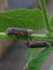 Oncometopia facialis