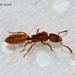 European Pit-jawed Ant - Photo (c) Marcello Consolo, some rights reserved (CC BY-NC-SA)