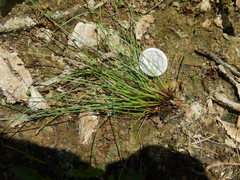 Eleocharis atropurpurea
