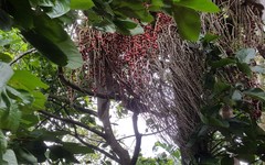 Ramphastos dicolorus