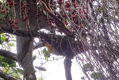 Ramphastos dicolorus