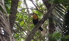 Ramphastos dicolorus
