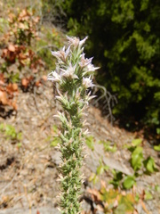 Liatris hesperelegans