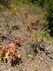 Liatris hesperelegans