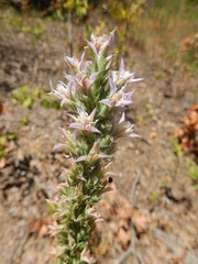 Liatris hesperelegans