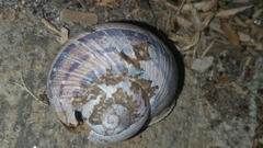 Cornu aspersum