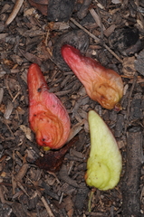 Schinopsis lorentzii