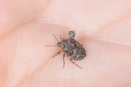 Lobepomis peltifera
