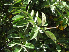 Ficus