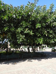 Ficus