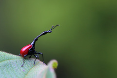 Trachelophorus giraffa
