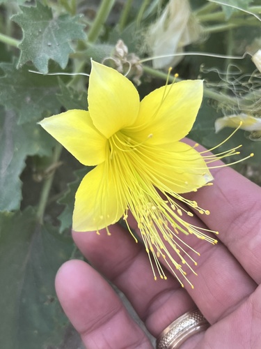 Yellow stingbush (Eucnide bartonioides)