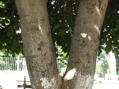 Ficus