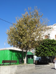 Magnoliopsida