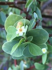 Euphorbia hindsiana