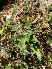 Persicaria