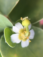 Euphorbia hindsiana