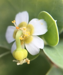 Euphorbia hindsiana