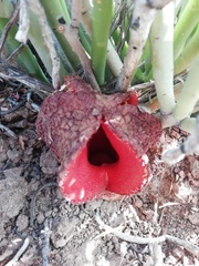 Hydnora africana