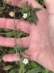Ipomoea costellata edwardsensis