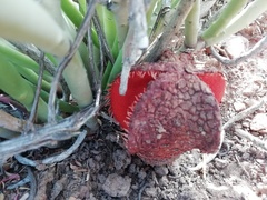 Hydnora africana