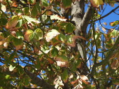Magnoliopsida