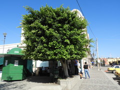 Ficus