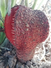 Hydnora africana