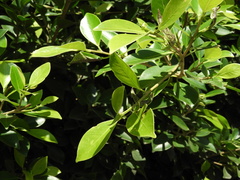 Ficus