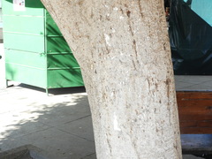 Ficus