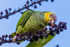 Yellow-Faced Amazon photo 2