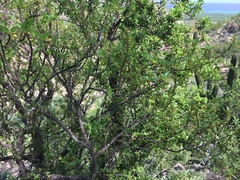 Bursera cerasiifolia