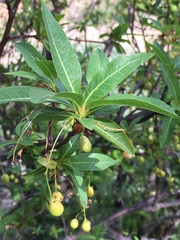 Bursera cerasiifolia