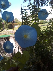 Ipomoea tricolor