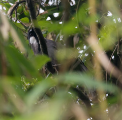 Pterorhinus chinensis