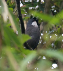 Pterorhinus chinensis